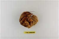 藏品(刺足陸寄居蟹)的圖片